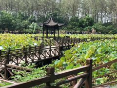 -合肥滨湖国家森林公园