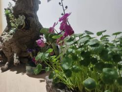 -翎兰瑜伽·普拉提