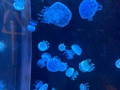 -欢乐海岸海洋奇梦馆