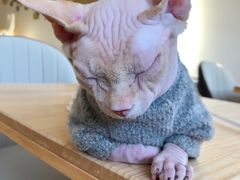 -猫腻·猫咖·撸猫馆(星光大道店)