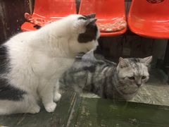 -猫咪博物馆(顶澳仔猫街店)