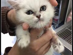 -伟伟宠物医院·CT影像中心·瑞派犬猫综合性门诊(汉口总院)