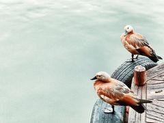-长鹿旅游休博园