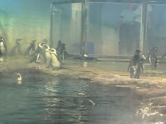 -海合安武汉极地海洋公园