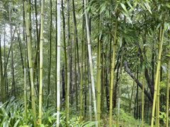 -中国大熊猫保护研究中心雅安碧峰峡基地