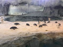 -珠海长隆海洋王国