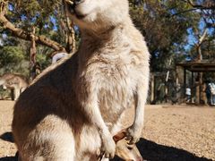 -费瑟代尔野生动物园