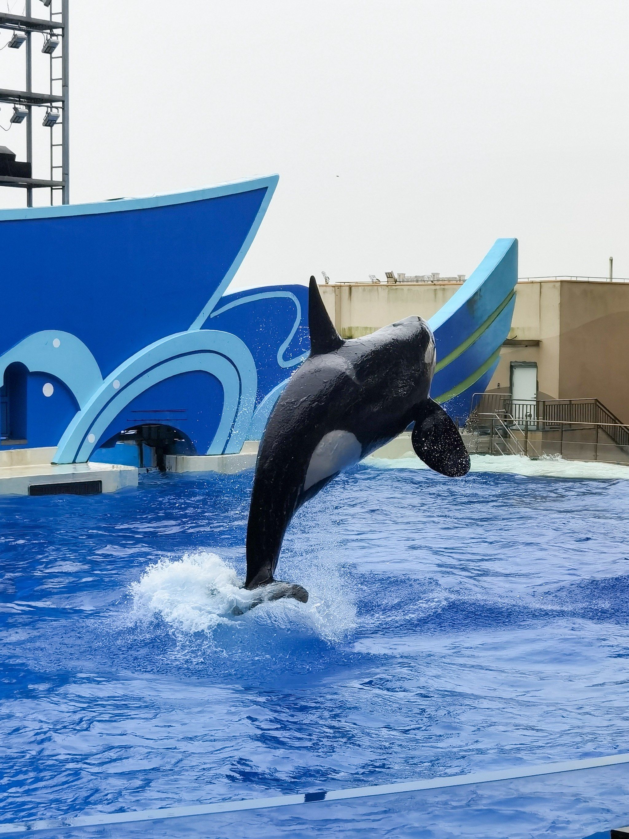 5折玩转海昌海洋馆,还在等什么6015