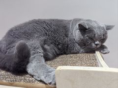 -有猫主题·治愈系猫咖(曾厝垵店)