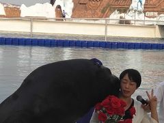 -秦皇岛乐岛海洋王国