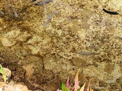 -塞班肯辛顿酒店Kensington Hotel Saipan