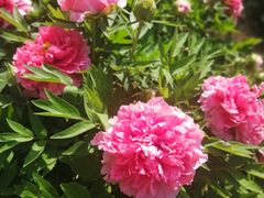 -石家庄市植物园