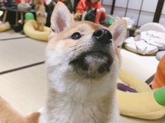 -逗柴咖啡屋·狗咖猫咖宠物桌游