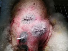 -圣宠动物医院·犬猫专科·影像中心·外科中心