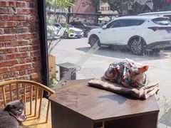 -豆逗聊愈猫阁Easy Life