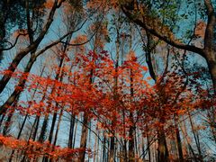 -上海共青森林公园