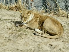 -北京野生动物园