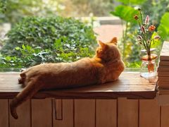 -海边的猫和咖啡馆