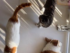-平行世界·猫咖(首经贸店)