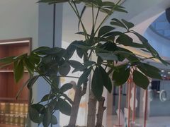 -长风拨筋养身(金虹桥店)