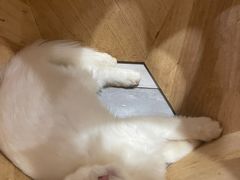 -楼上猫咖(罗湖店)