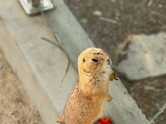 -苏州太湖西山岛开心农场