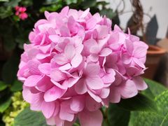 -菌自由丨野生菌火锅特色庭院餐厅(丽江古城店)