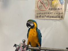 -吉丁鸟咖·异宠·寄养