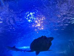 -太平洋海底世界