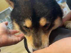 -南京Hallo宠物乐园·哈罗犬舍·柴犬繁育基地