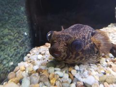 -上海海洋水族馆