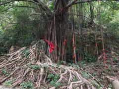-紫云谷景区