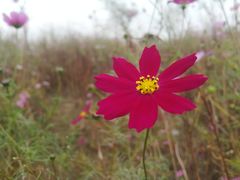 -西京湾花海