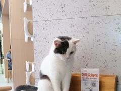 -喵园·猫主题咖啡厅·撸猫·猫咖(国贸店)
