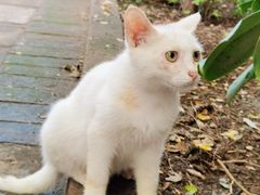 -萌兽医馆·犬猫专科·眼科中心·宠物医院(朝阳门分院)