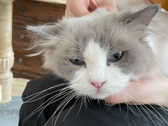 -共舞时光猫咖·狗咖(新街口店)