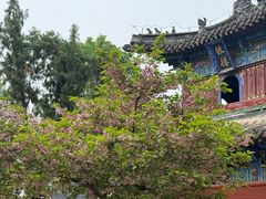-洛阳白马寺