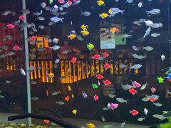 -大江户·温泉洗浴(浑南店)