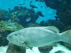 -鹿儿岛水族馆