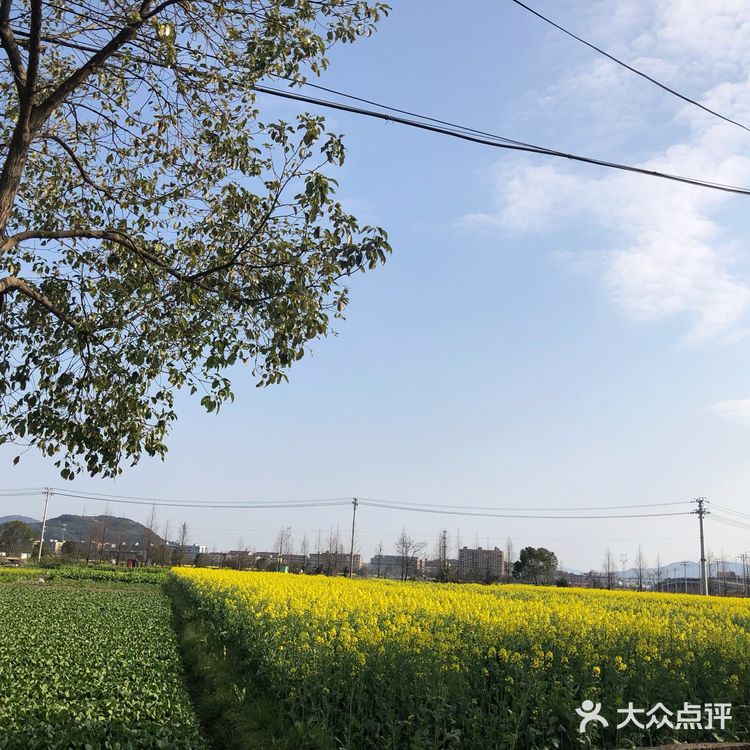 湖岭 桐浦油菜花 春季赏景好去处