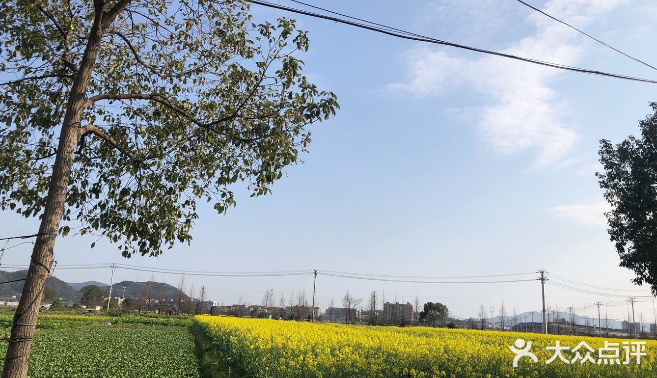 湖岭 桐浦油菜花 春季赏景好去处