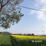 湖岭 桐浦油菜花 春季赏景好去处