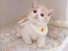 -Bastet sally猫舍购宠(静安店)