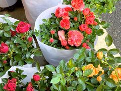 -溪岸路花鸟市场