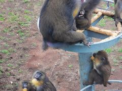 -西霞口神雕山野生动物世界