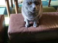 -猫猫幼稚园·撸猫·桌游·电玩