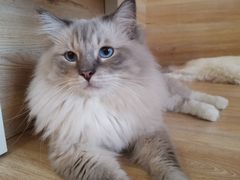 -滚猫咖啡·猫咖·猫友好撸猫(未来城店)