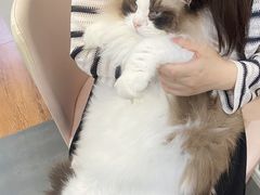 -青奢宠物·青奢猫舍
