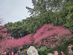 -重庆彩云湖湿地公园