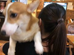 -more than meow吴止猫主题餐厅(承德 中船汇店)